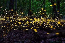 Padar Machi Fireflies Sunset Trek